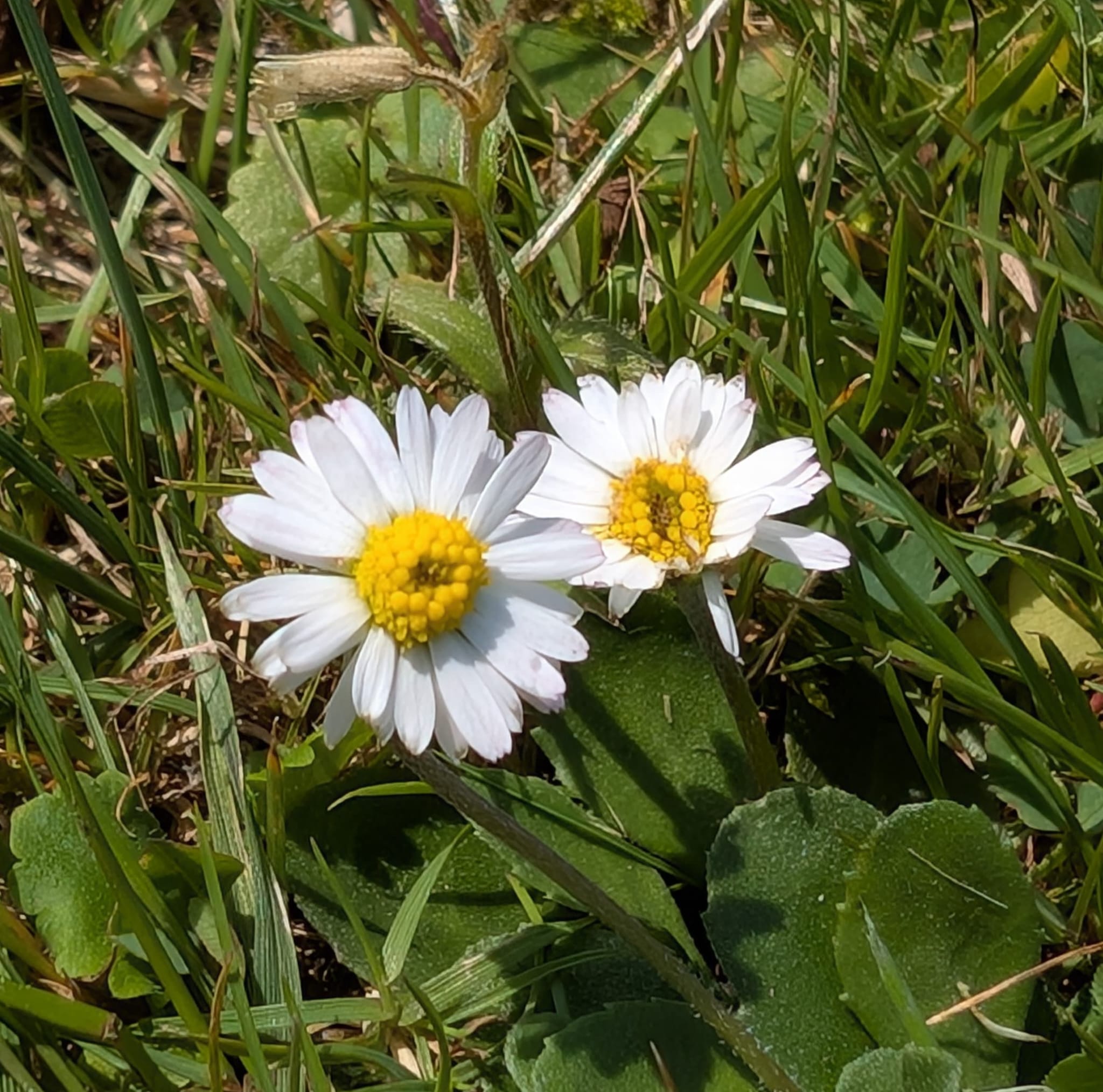Homöopathie